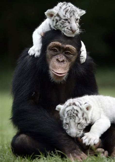 Animal Friends 2025